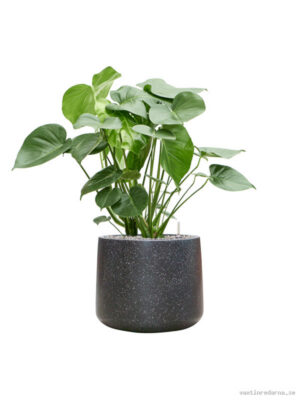 Monstera deliciosa in Baq Terrazzo