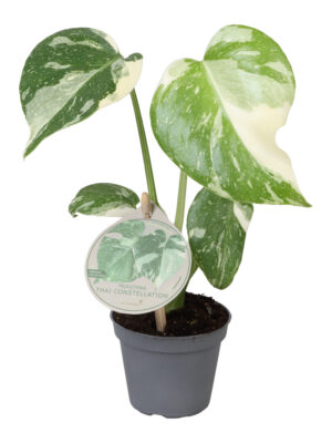 Monstera deliciosa 'Thai Constellation' - Vaxtinredarna.se