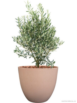 Olea europaea in Artstone - Vaxtinredarna.se