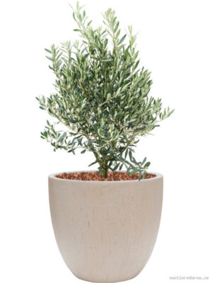 Olea europaea in Baq Raindrop - Vaxtinredarna.se
