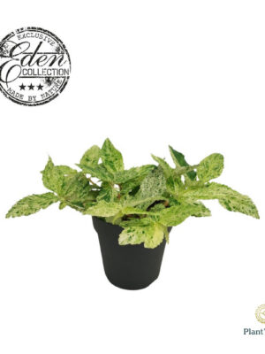 Pellionia repens 'Variegata' - Vaxtinredarna.se