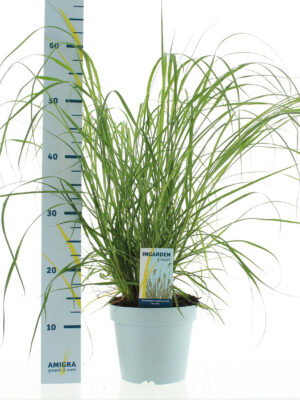 Pennisetum alopecuroides 'Hameln' - Vaxtinredarna.se