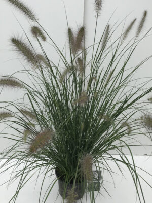 Pennisetum alopecuroides 'Hameln' - Vaxtinredarna.se