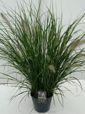 Pennisetum alopecuroides 'Hameln' - Vaxtinredarna.se