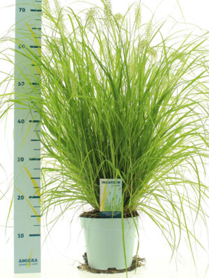 Pennisetum alopecuroides 'Hameln Gold' - Vaxtinredarna.se