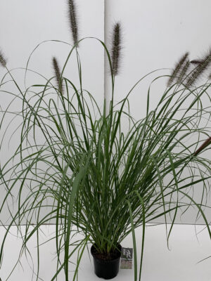 Pennisetum 'Red Head' - Vaxtinredarna.se