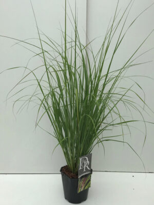 Pennisetum 'Viridescens' - Vaxtinredarna.se