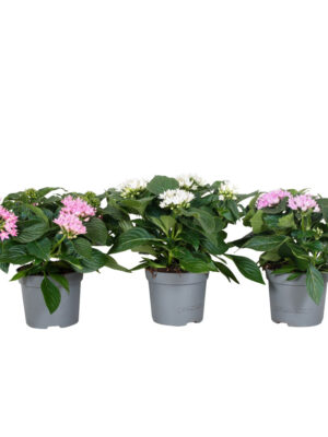 Pentas lanceolata mix - Vaxtinredarna.se