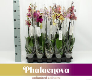 Phalaenopsis