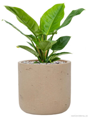 Philodendron 'Imperial Green' in Rough