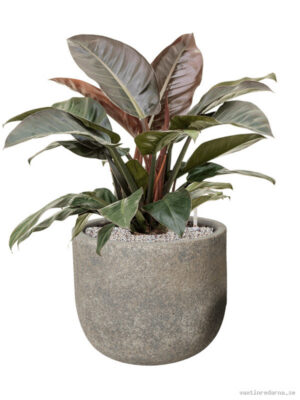 Philodendron 'Imperial Red' in Cement & Stone