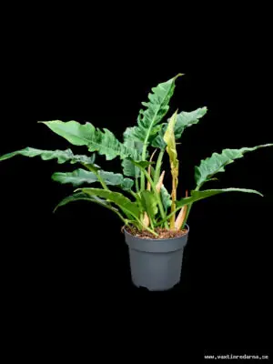 Philodendron 'Narrow' - Vaextinredarna.se