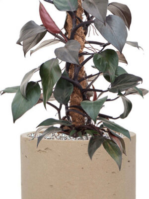 Philodendron 'New Red' in Rough