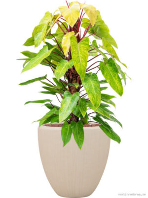 Philodendron 'Painted lady' in Baq Polystone Plain
