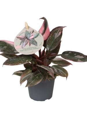 Philodendron 'Pink Princess' - Vaxtinredarna.se