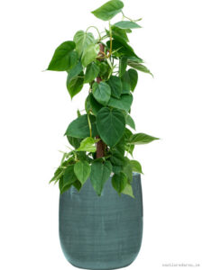 Philodendron scandens in Plain Striped