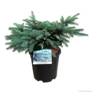 Picea