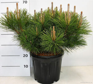 Pinus