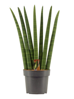 Sansevieria cylindrica Fan - Vaxtinredarna.se