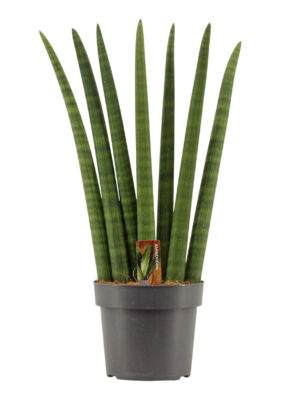 Sansevieria cylindrica Fan - Vaextinredarna.se