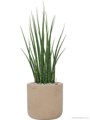 Sansevieria cylindrica 'Fernwood Mikado' in Rough - Vaxtinredarna.se