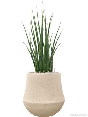 Sansevieria 'Fernwood Mikado' in Baq Polystone Coated Plain