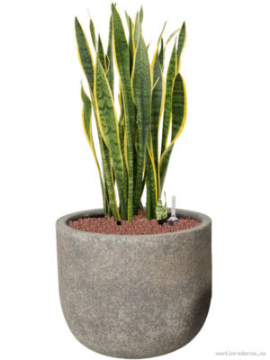 Sansevieria trifasciata 'Laurentii' in Cement & Stone
