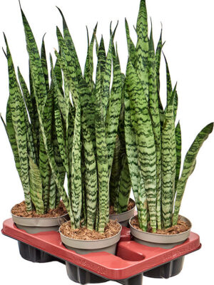 Sansevieria zeylanica 4/tray - Vaxtinredarna.se