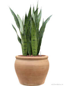Sansevieria zeylanica in Terra Antica