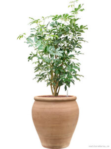Schefflera arboricola ’Compacta’ in Terra Antica