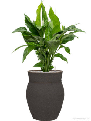 Spathiphyllum 'Sweet Lauretta' in Mediterranean