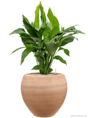 Spathiphyllum 'Sweet Lauretta' in Terra Moderna - Vaxtinredarna.se