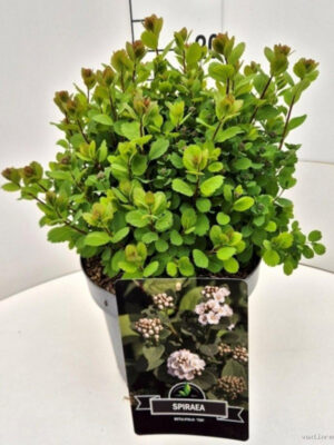 Spiraea betulifolia 'Tor' - Vaxtinredarna.se