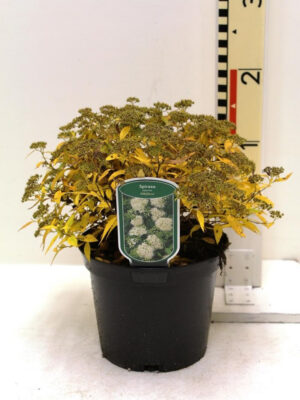 Spiraea japonica 'Albiflora' - Vaxtinredarna.se