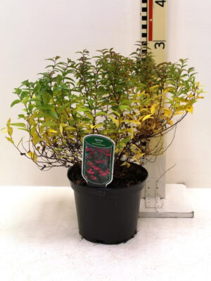 Spiraea japonica 'Anthony Waterer' - Vaxtinredarna.se