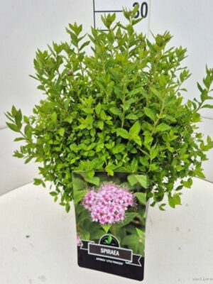 Spiraea japonica 'Little Princess' - Vaxtinredarna.se