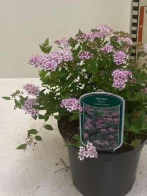 Spiraea japonica 'Little Princess' - Vaxtinredarna.se
