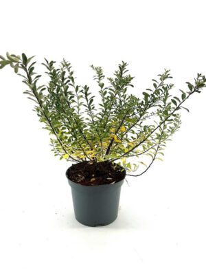 Spiraea nipponica 'Snowmound' - Vaxtinredarna.se