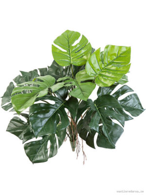 Split Philondendron - Vaxtinredarna.se