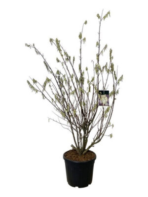 Stachyurus praecox - Vaxtinredarna.se