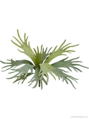 Staghorn - Vaxtinredarna.se