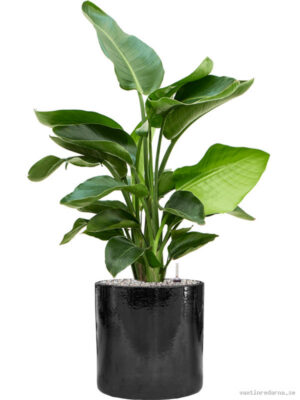 Strelitzia nicolai in Cylinder - Vaxtinredarna.se