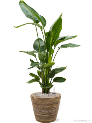 Strelitzia nicolai in Drypot Rattan Stripe - Vaxtinredarna.se
