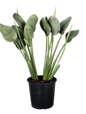 Strelitzia Reginae - Vaxtinredarna.se