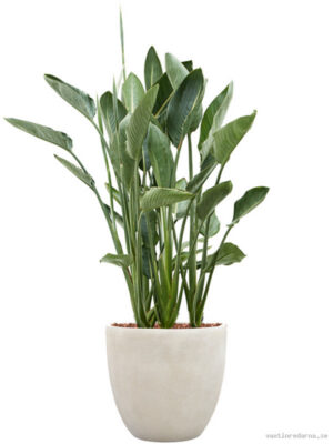 Strelitzia reginae in Antwerp - Vaxtinredarna.se