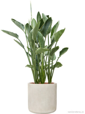 Strelitzia reginae in Antwerp - Vaxtinredarna.se