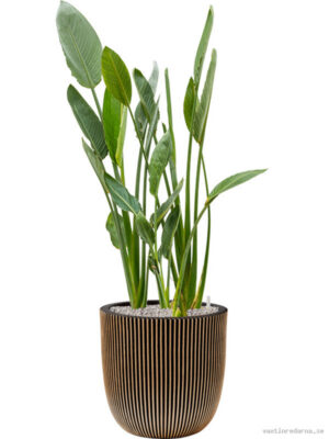 Strelitzia reginae in Capi Nature Groove NL - Vaxtinredarna.se