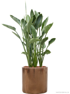 Strelitzia reginae in Cylinder