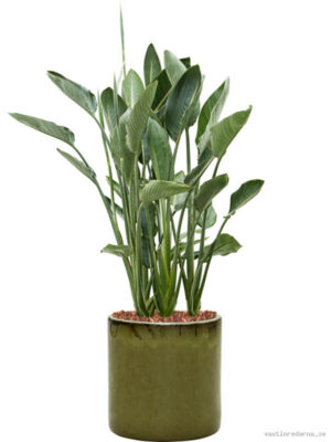 Strelitzia reginae in Cylinder - Vaxtinredarna.se