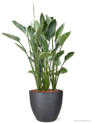 Strelitzia reginae in Plain - Vaxtinredarna.se